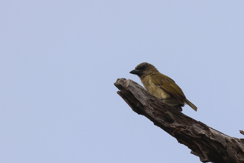 Cryptolybia olivacea
