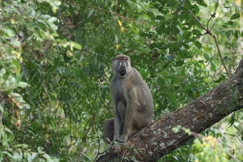 Papio cynocephalus