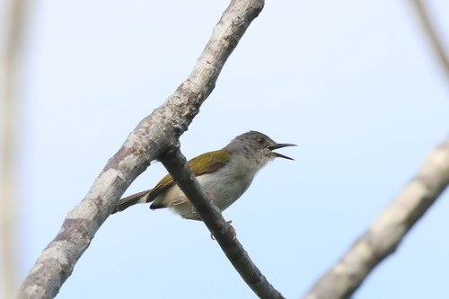 Camaroptera brachyura