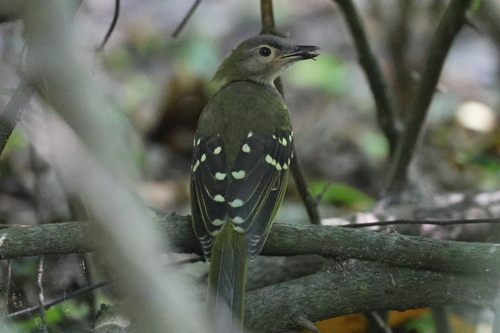 Nicator gularis