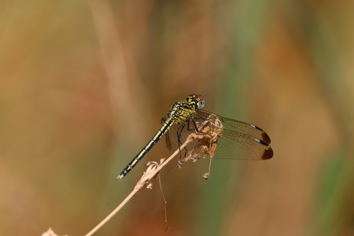 Hemistigma albipunctum