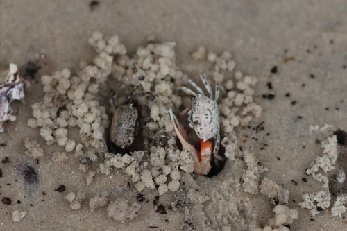 Austruca occidentalis