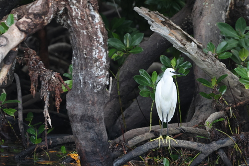 Egretta garzetta