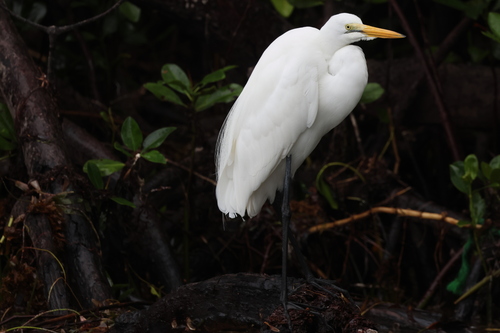 Ardea alba