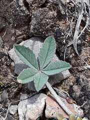 Trifolium gymnocarpon