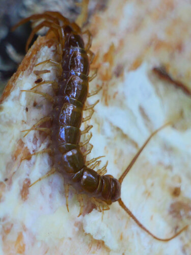Brown Centipede