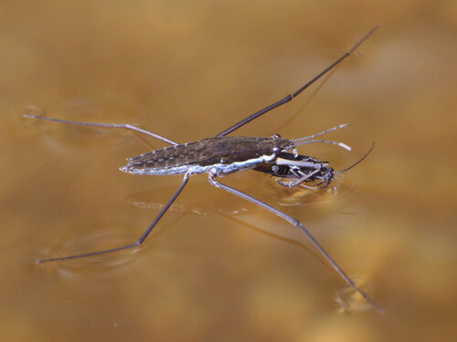 North American Common Water Strider