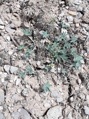 Trifolium gymnocarpon