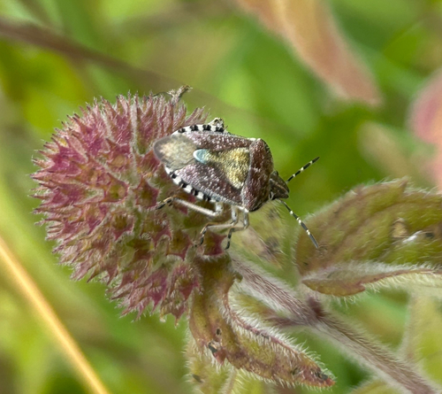 Sloe Bug