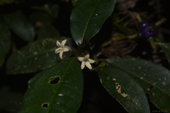 Psychotria suterella