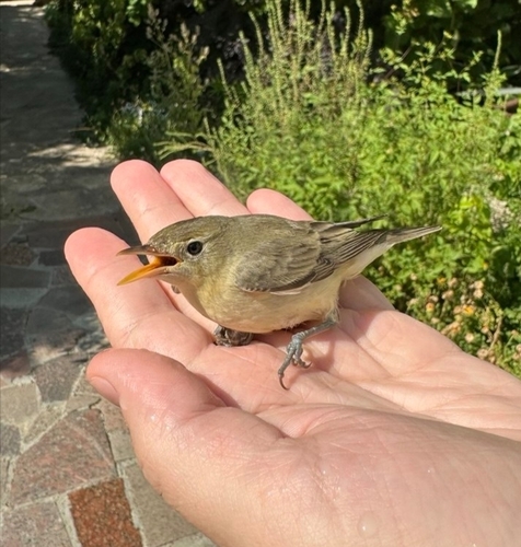 Icterine Warbler