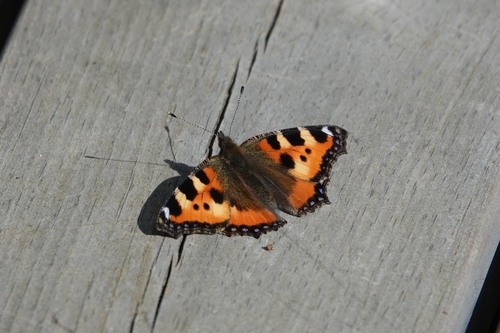 Small Tortoiseshell