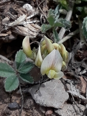 Trifolium gymnocarpon
