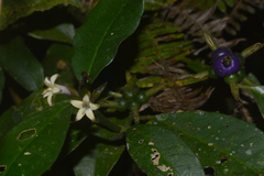 Psychotria suterella