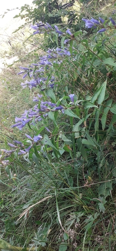 willow gentian
