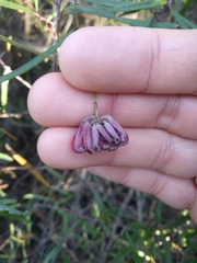 Grevillea diffusa constablei