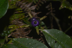 Psychotria suterella