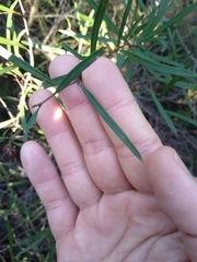 Grevillea diffusa constablei