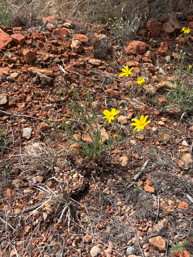 Fleshy Groundsel