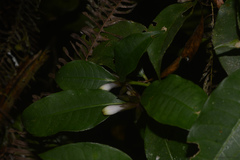 Psychotria suterella