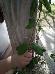 Lonicera sempervirens sempervirens