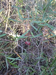 Grevillea diffusa constablei