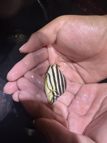 Stripey