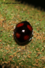 Sticholotidinae