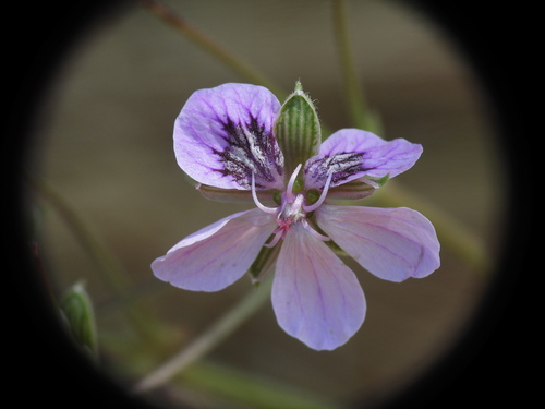 Erodium glandulosum, photograph 6