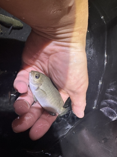 Smallscale Blackfish