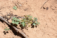 Lomatium repostum
