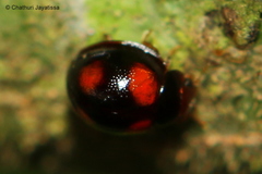 Sticholotidinae