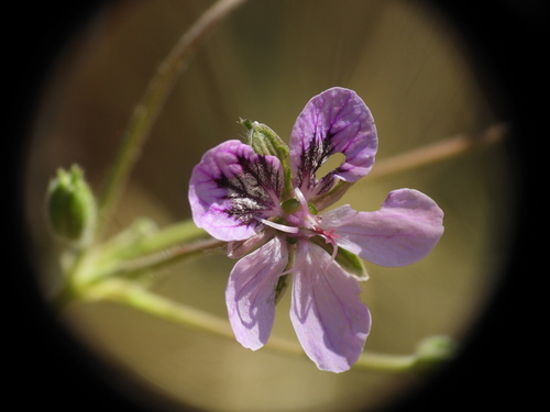 Erodium glandulosum, photograph 5