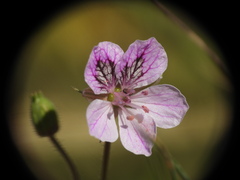 Erodium glandulosum, photograph (c) Yves Bas, some rights reserved (CC BY)