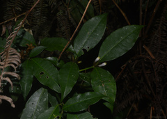 Psychotria suterella