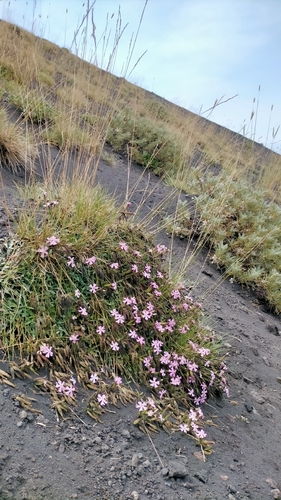 Saponaria sicula