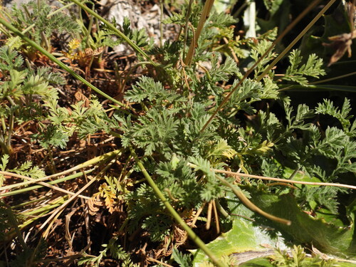 Erodium glandulosum, photograph 3