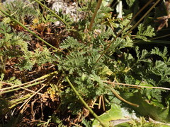 Erodium glandulosum, photograph (c) Yves Bas, some rights reserved (CC BY)