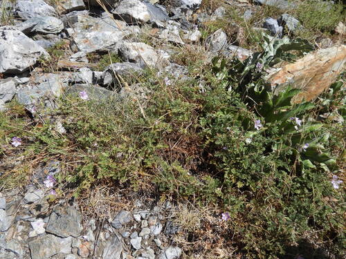 Erodium glandulosum, photograph 4