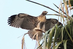 Buteo jamaicensis
