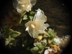 Paronychia kapela, photograph (c) Yves Bas, some rights reserved (CC BY)