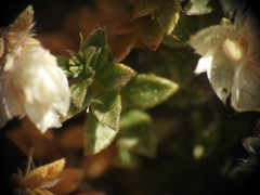 Paronychia kapela, photograph (c) Yves Bas, some rights reserved (CC BY)