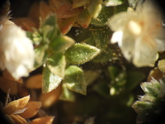 Paronychia kapela, photograph (c) Yves Bas, some rights reserved (CC BY)