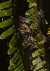 Araneus venatrix