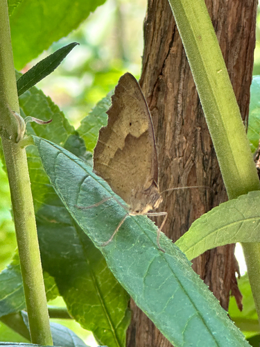 Meadow Brown