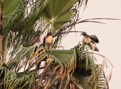 Buteo jamaicensis