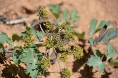 Lomatium repostum