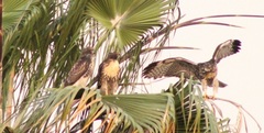 Buteo jamaicensis