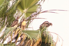 Buteo jamaicensis