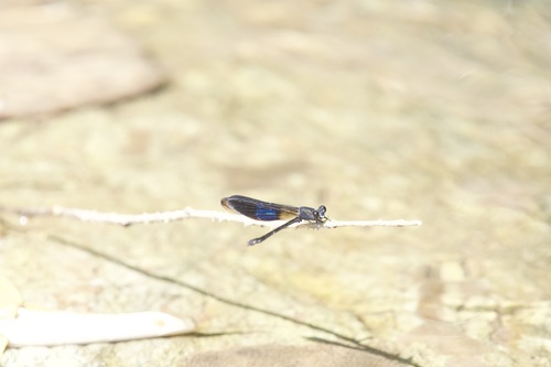 Euphaea subcostalis